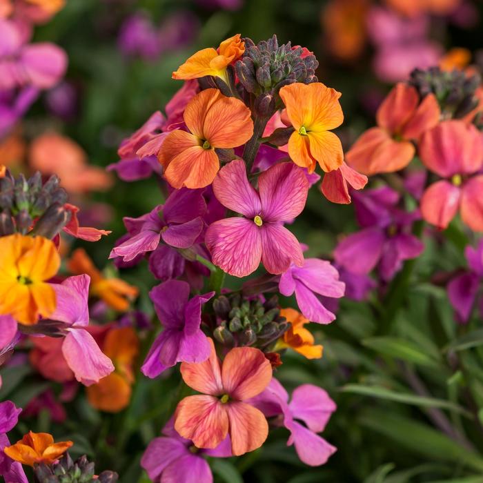 Erysistible™ Bronze Rose Wallflower - Erysimum linifolium from Ladds Gardencener