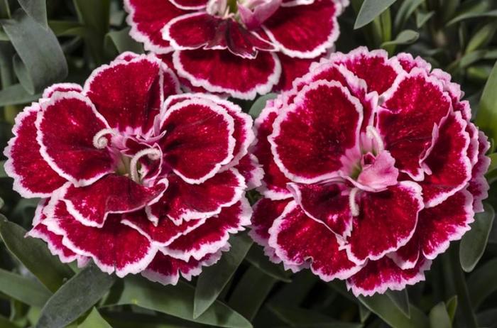 Constant Beauty® 'Crush Burgundy' - Dianthus (Pinks) from Ladds Gardencener