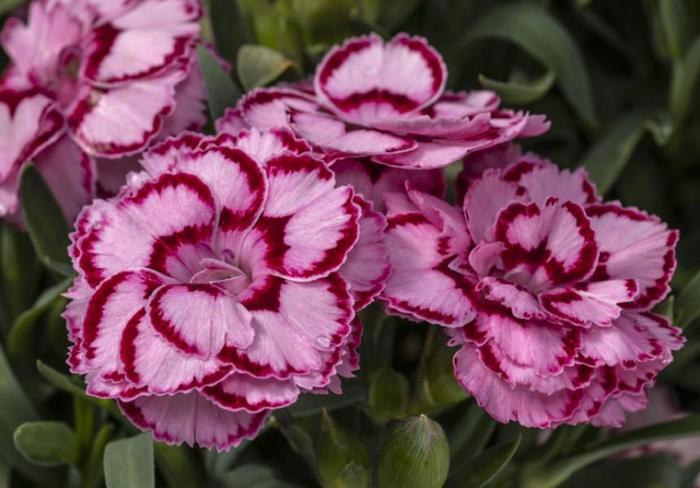 Constant Beauty® 'Crush Pink' - Dianthus (Pinks) from Ladds Gardencener
