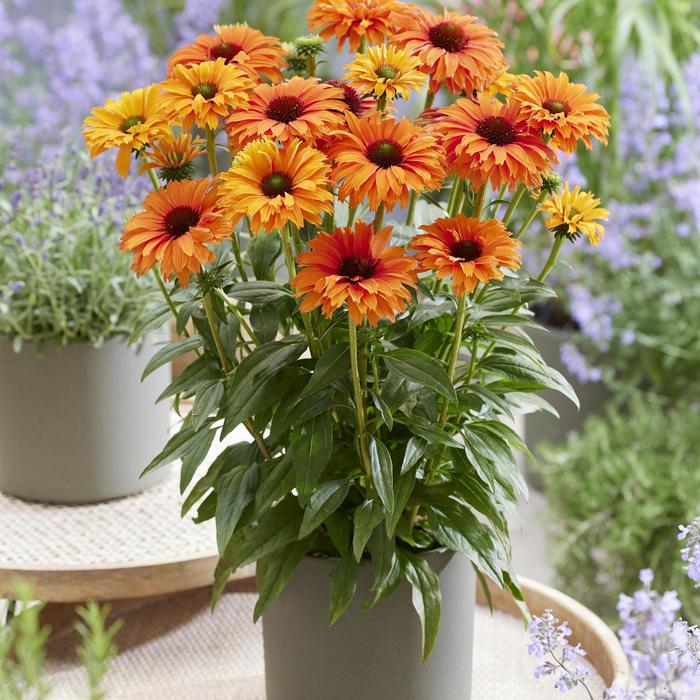 'SunSeekers Mineola' Coneflower - Echinacea from Ladds Gardencener
