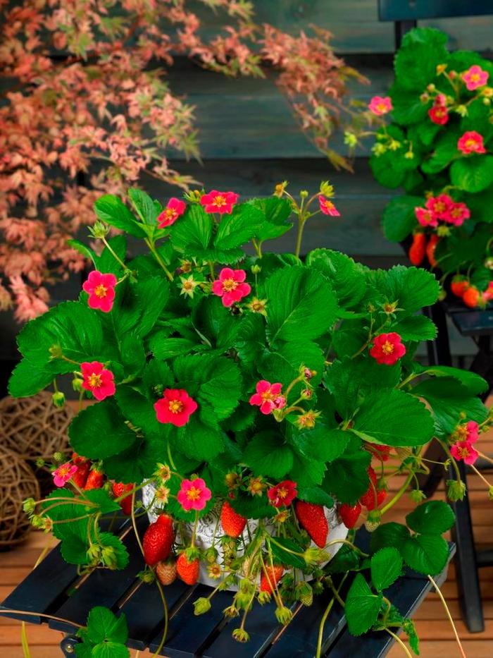 'Tarpan' Strawberry - Fragaria x ananassa from Ladds Gardencener