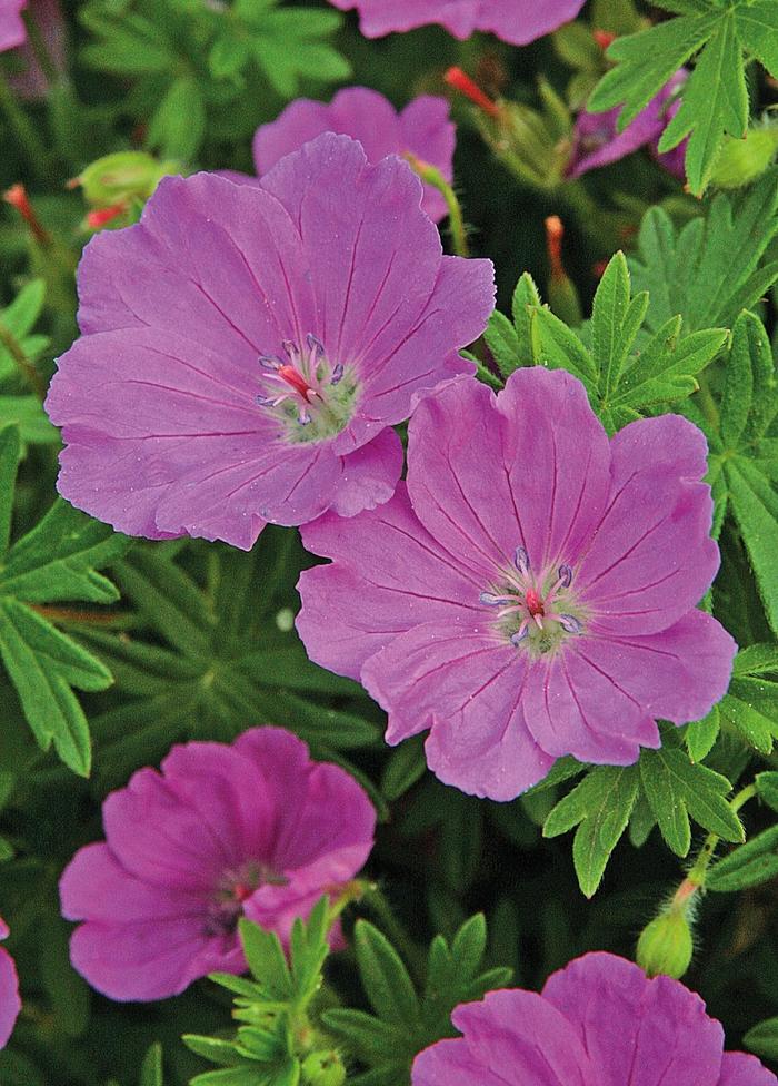 'Max Frei' Bloody Cranesbill - Geranium sanguineum from Ladds Gardencener