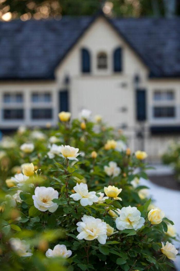 Knock Out® Sunny - Rosa (Shrub Rose) from Ladds Gardencener