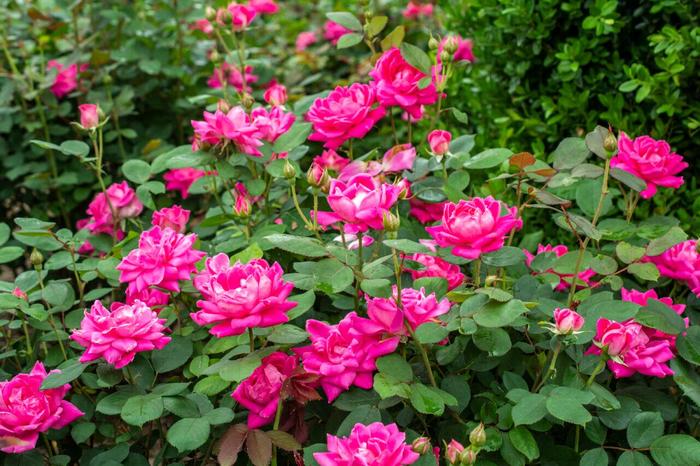Knock Out® Pink Double - Rosa (Shrub Rose) from Ladds Gardencener