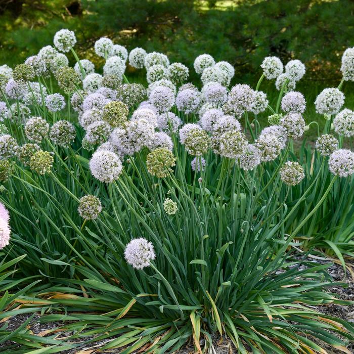 'Bobblehead' Ornamental Onion - Allium x from Ladds Gardencener