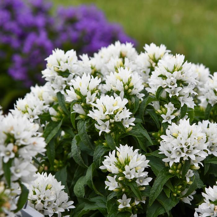 'Angel Bells' Bellflower - Campanula glomerata from Ladds Gardencener