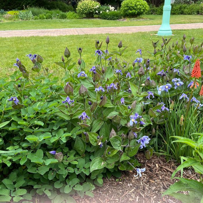 'Stand By Me' Bush Clematis - Clematis from Ladds Gardencener