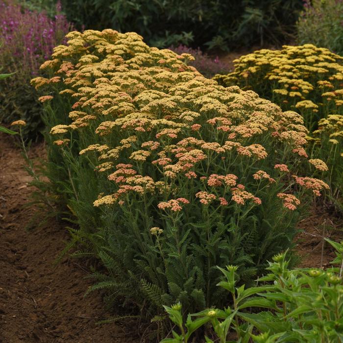 New Vintage™ Terracotta - Achillea millefolium (Yarrow) from Ladds Gardencener