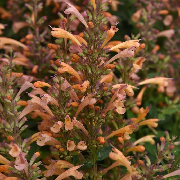Summerlong™ Peach Mexican Giant Hyssop - Agastache mexicana from Ladds Gardencener