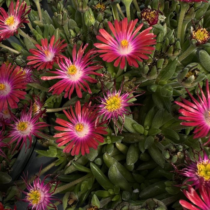 Jewel of Desert 'Garnet' - Delosperma (Ice Plant) from Ladds Gardencener