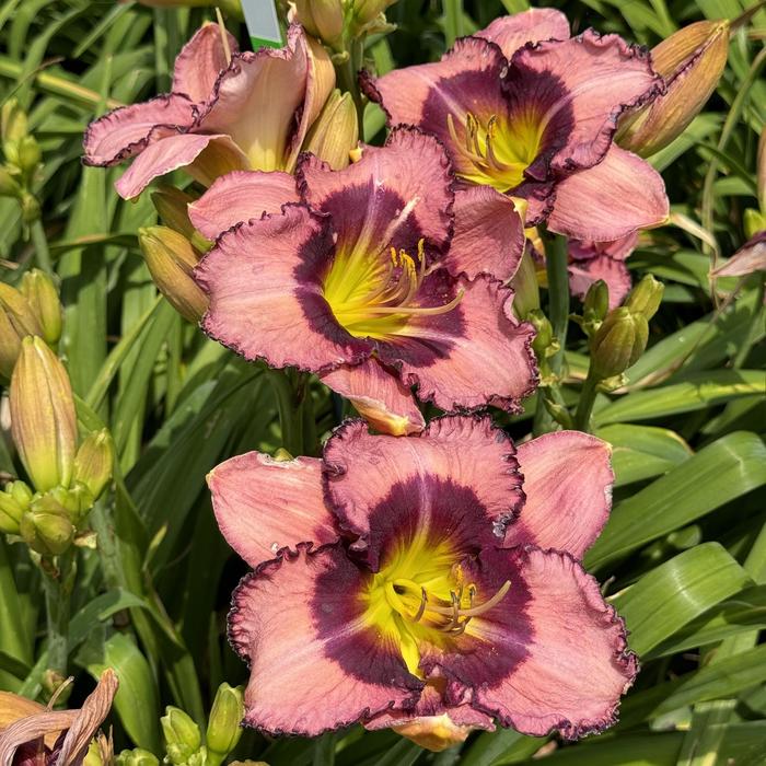 'Be Fruitful and Multiply' Daylily - Hemerocallis from Ladds Gardencener