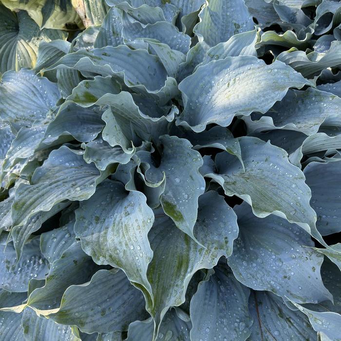 'Dancing with Dragons' - Hosta from Ladds Gardencener