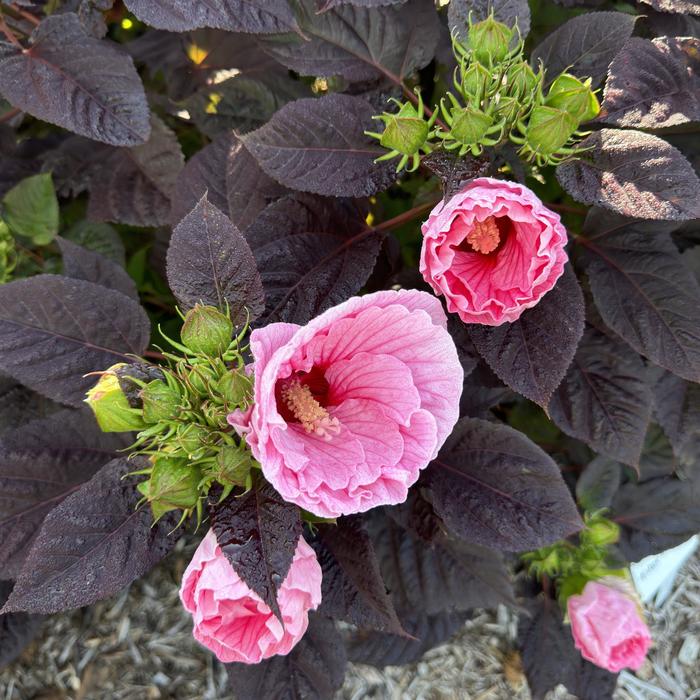 Summerific® 'Edge of Night' - Hibiscus (Rose Mallow) from Ladds Gardencener