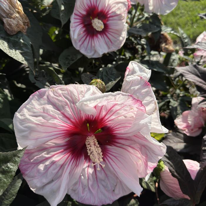 Summerific® 'Cherry Choco Latte' - Hibiscus (Rose Mallow) from Ladds Gardencener
