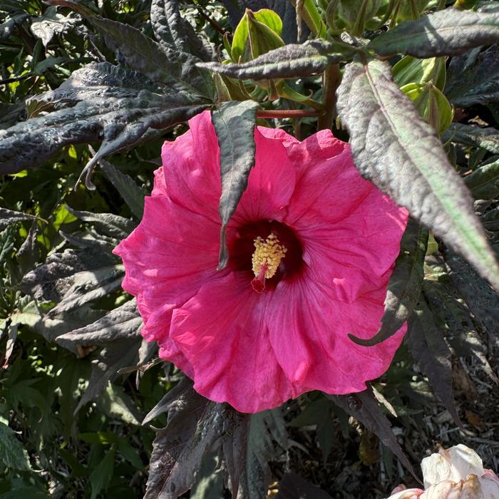 'Inner Glow' Rose Mallow - Hibiscus from Ladds Gardencener