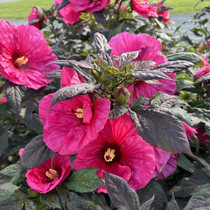 Summerific® 'Evening Rose' - Hibiscus (Rose Mallow) from Ladds Gardencener
