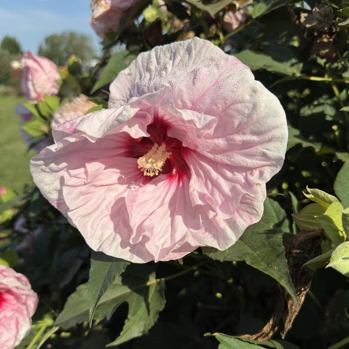 Summerific® 'All Eyes on Me' - Hibiscus (Rose Mallow) from Ladds Gardencener