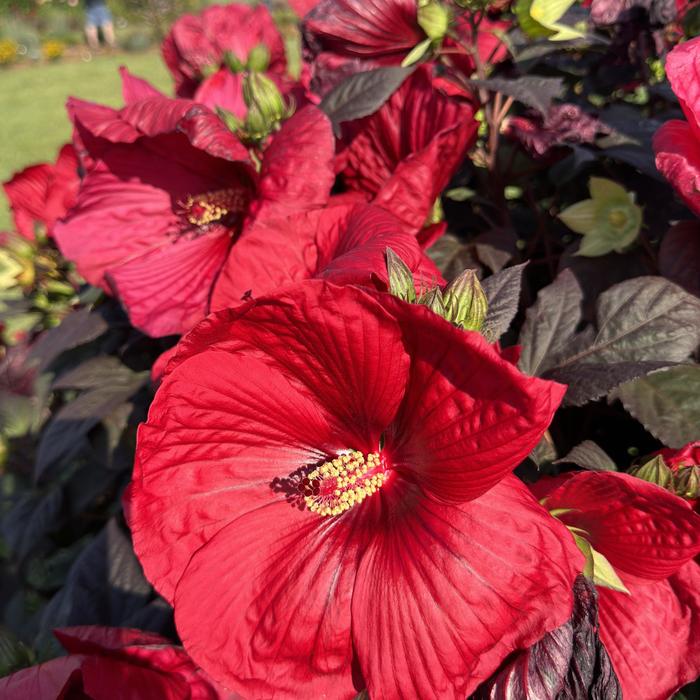 Summerific® 'Holy Grail' - Hibiscus (Rose Mallow) from Ladds Gardencener