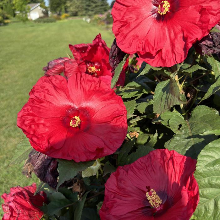 Summerific® 'Valentine's Crush' - Hibiscus (Rose Mallow) from Ladds Gardencener