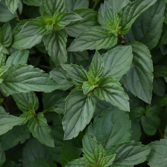 'After Eight' Chocolate Mint - Mentha x piperita from Ladds Gardencener