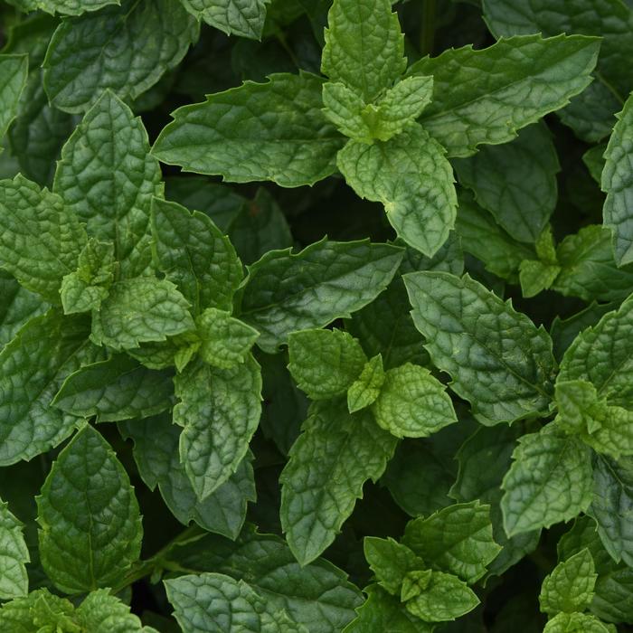 'Moroccan' Peppermint - Mentha x piperita from Ladds Gardencener