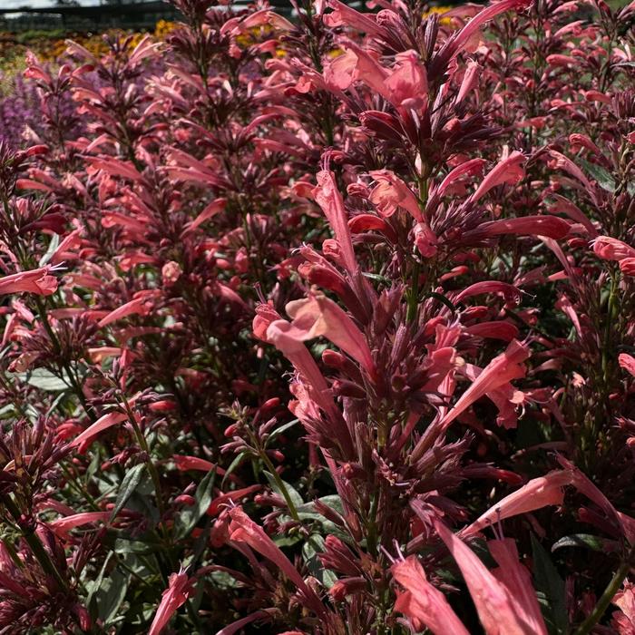 Summerlong™ Coral Mexican Giant Hyssop - Agastache mexicana from Ladds Gardencener