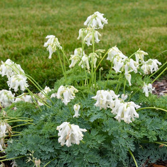 'White Diamonds' Fern-Leaf Bleeding Heart - Dicentra from Ladds Gardencener
