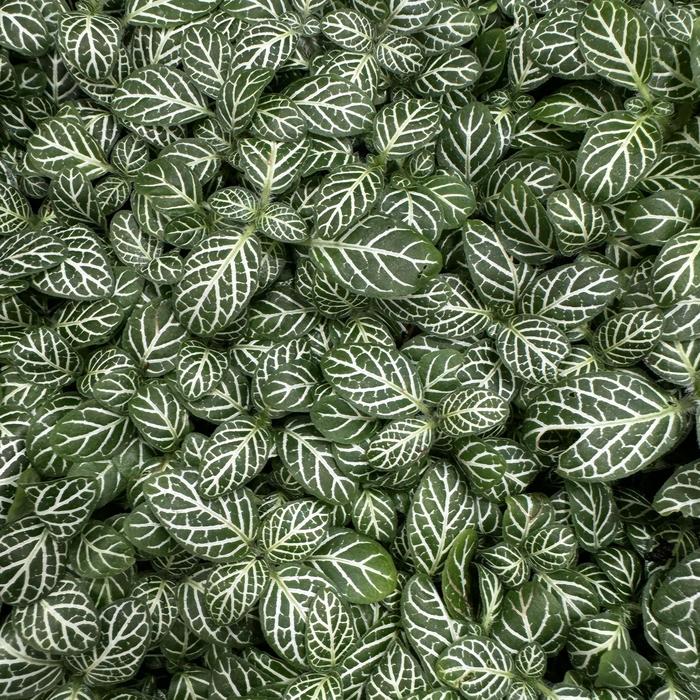Nerve Plant - Fittonia albivenis from Ladds Gardencener