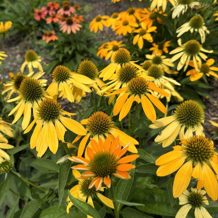 Artisan™ 'Ombre Yellow' - Echinacea (Coneflower) from Ladds Gardencener
