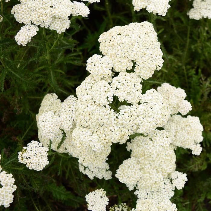'Firefly Diamond' Yarrow - Achillea from Ladds Gardencener