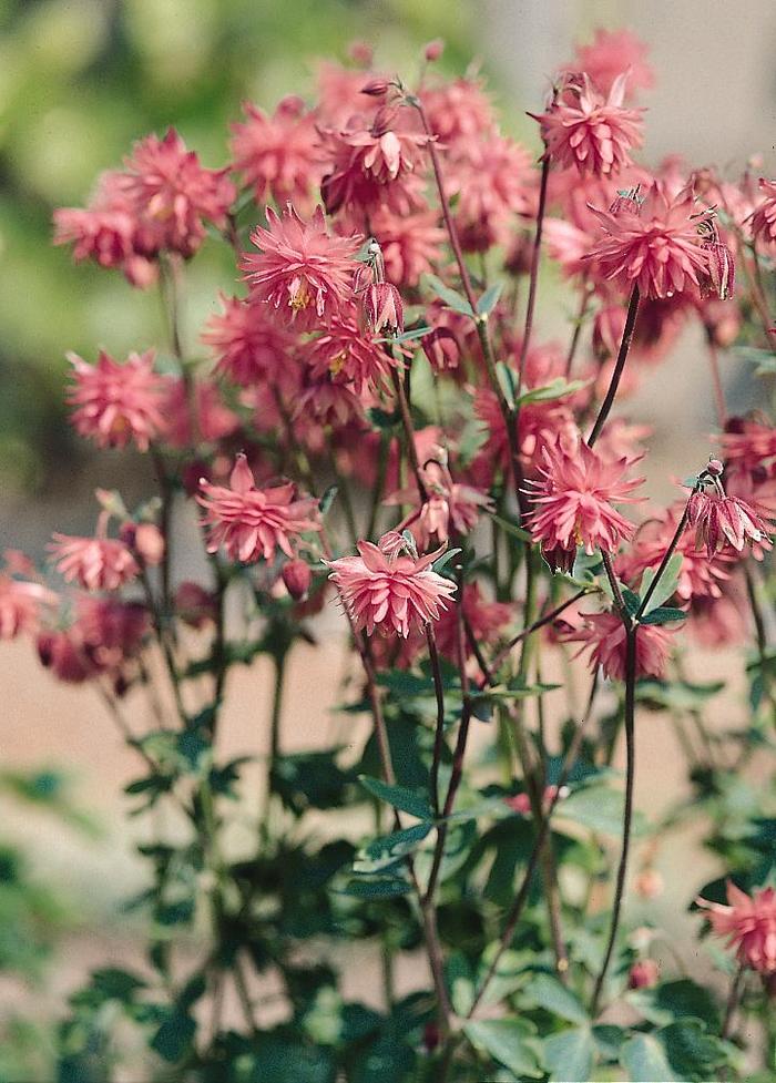 'Barlow Rose' Columbine - Aquilegia vulgaris from Ladds Gardencener