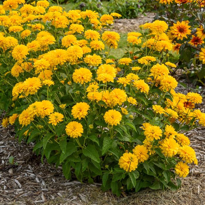 'Rays for Days' False Sunflower - Heliopsis helianthoides from Ladds Gardencener