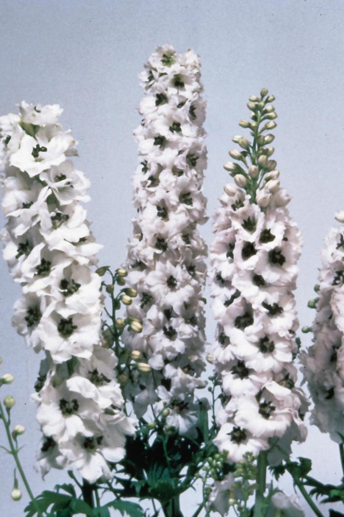 'Magic Fountains White/Dark Bee' Larkspur - Delphinium elatum from Ladds Gardencener