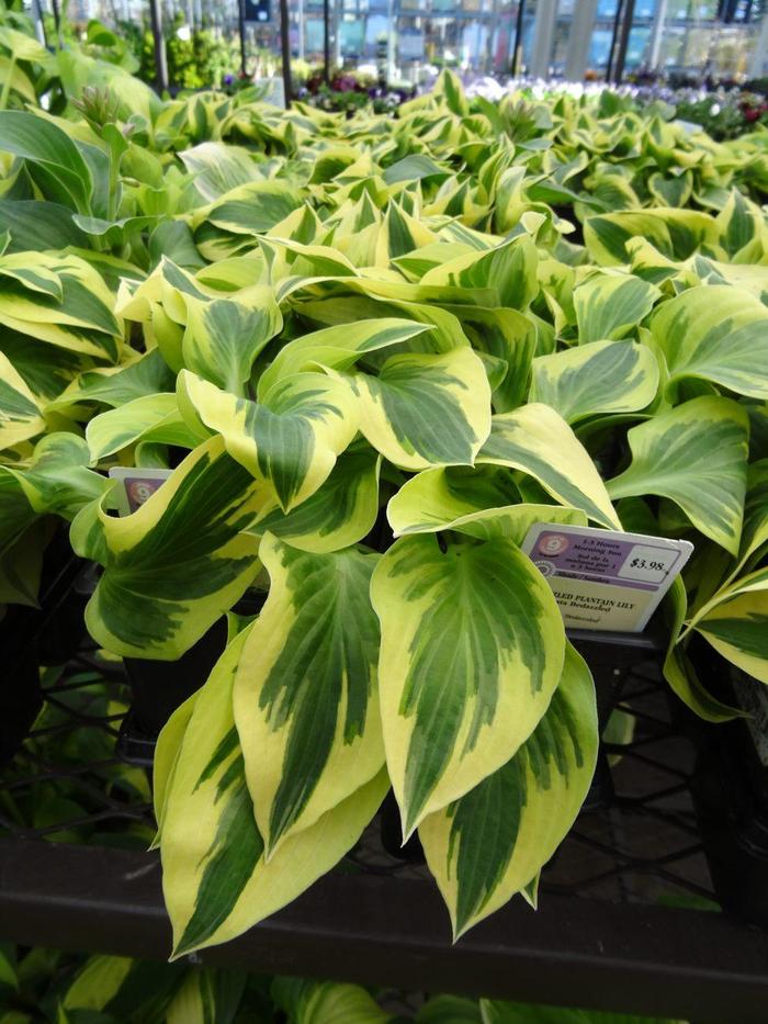 'Bedazzled' Plantain Lily - Hosta from Ladds Gardencener