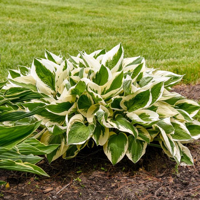 'Patriot' Hosta, Plantain Lily - Hosta from Ladds Gardencener