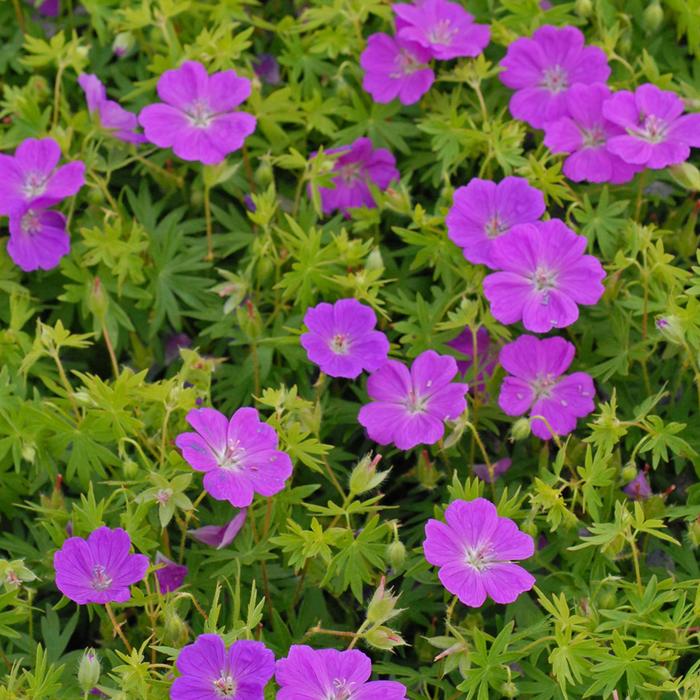 'New Hampshire Purple' Cranesbill - Geranium sanguineum from Ladds Gardencener