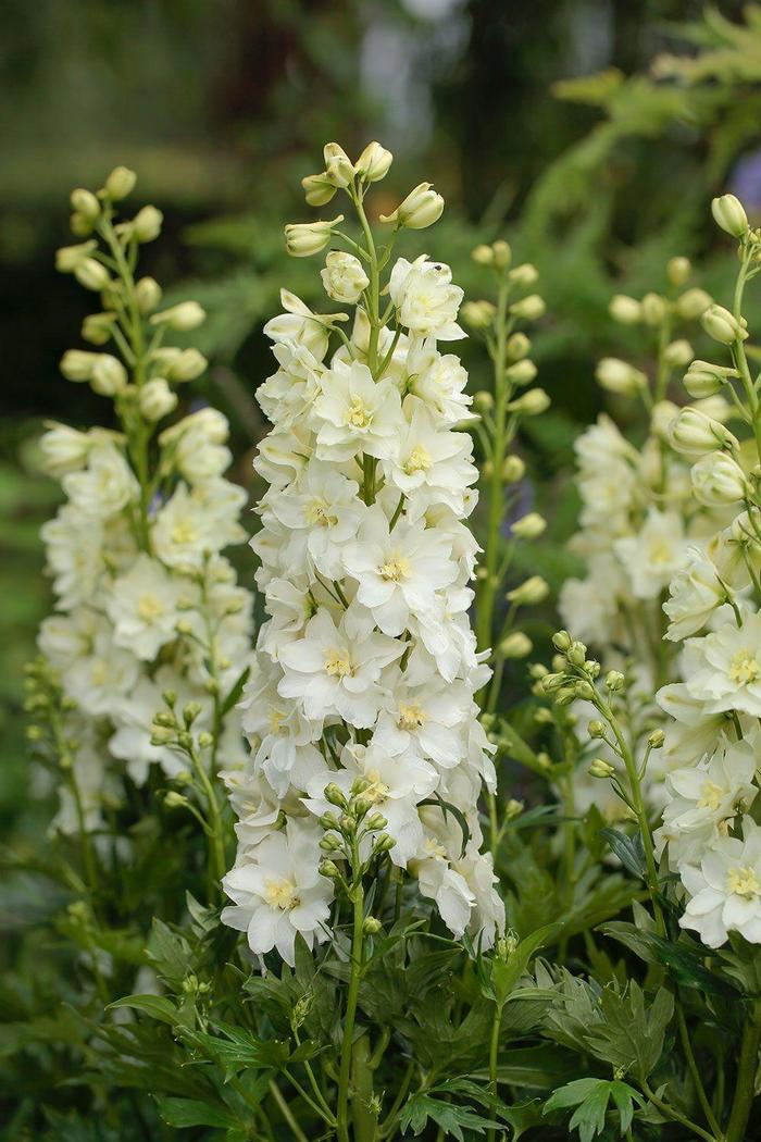 Delgenius™ 'Neva' - Delphinium from Ladds Gardencener