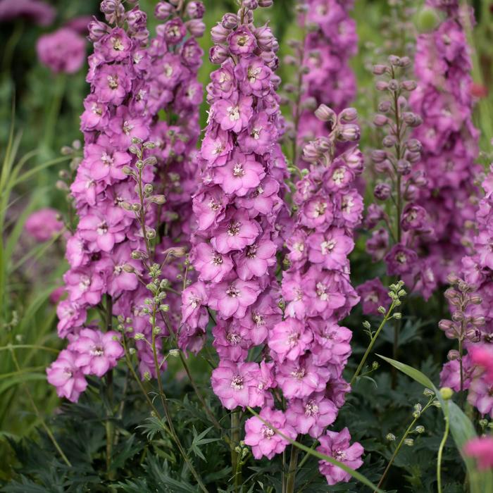 Delgenius™ 'Chantay' - Delphinium x hybridus from Ladds Gardencener