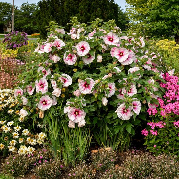 'Angel Eyes' Rose Mallow - Hibiscus from Ladds Gardencener