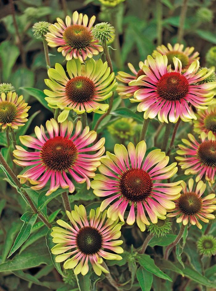 'Green Twister' - Echinacea purpurea (Coneflower) from Ladds Gardencener