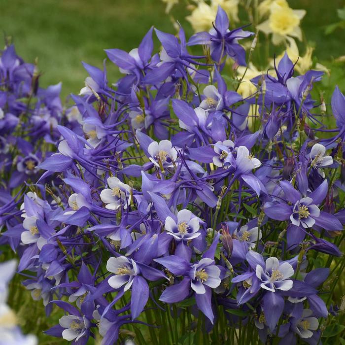 Kirigami™ Deep Blue & White - Aquilegia caerulea (Columbine) from Ladds Gardencener