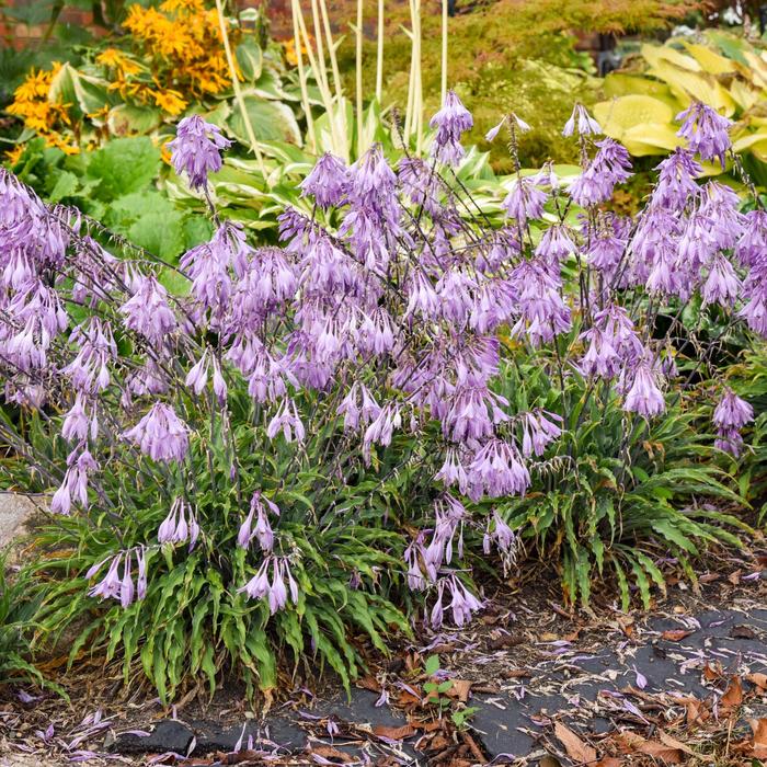 'Silly String' Hosta, Plantain Lily - Hosta from Ladds Gardencener