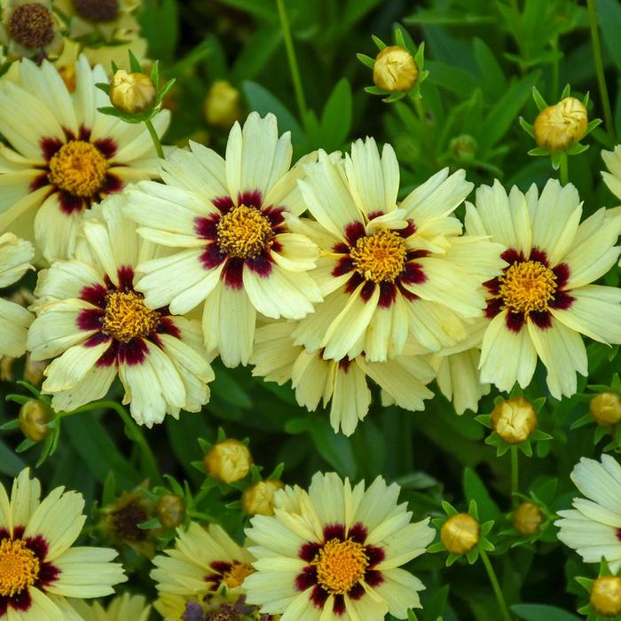 UpTick™ 'Cream & Red' - Coreopsis (Tickseed) from Ladds Gardencener