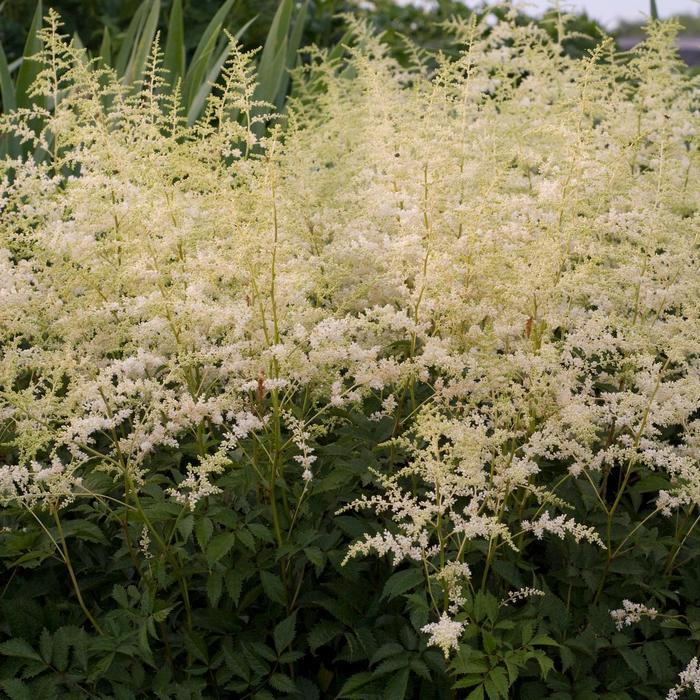 'Bridal Veil®' False Spirea - Astilbe x arendsii from Ladds Gardencener