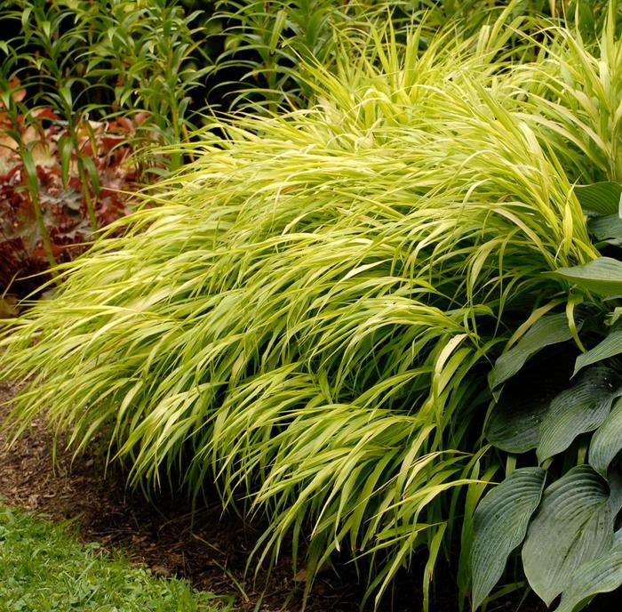 'All Gold' Japanese Forest Grass - Hakonechloa macra from Ladds Gardencener