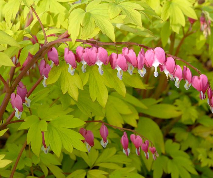 'Gold Heart' Bleeding Heart - Dicentra spectabilis from Ladds Gardencener