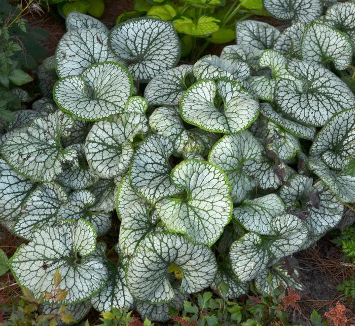 'Jack Frost' Siberian Bugloss - Brunnera macrophylla from Ladds Gardencener