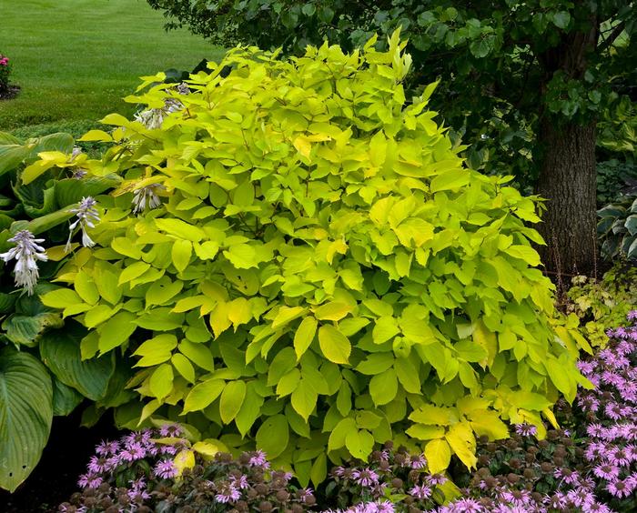 'Sun King' Japanese Spikenard - Aralia cordata from Ladds Gardencener