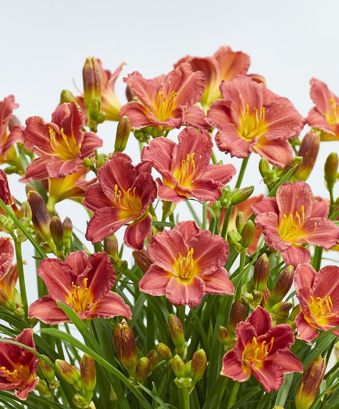 EveryDaylily® Red - Hemerocallis (Daylily) from Ladds Gardencener