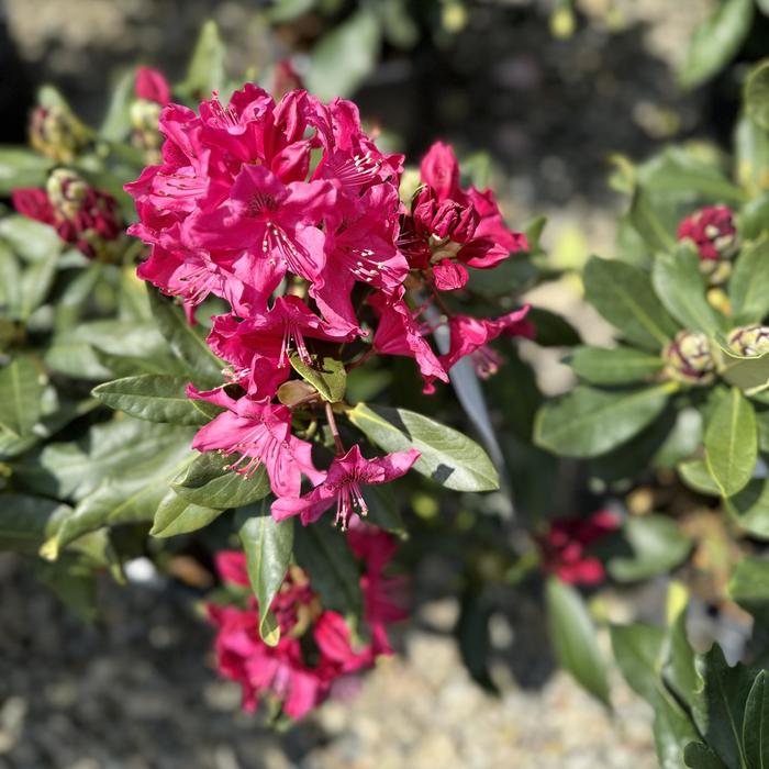 'Nova Zembla' - Rhododendron from Ladds Gardencener